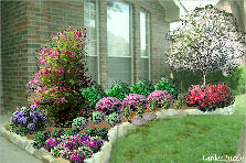 Garden design:Low maintenance landscaping selections for front right bedding area Garden design:Carlile Property-right