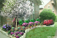 Garden design:Low maintenance landscaping selections for front right bedding area Garden design:Carlile Property-right(Dogwood)