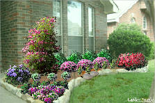 Garden design:Low maintenance landscaping selections for front right bedding area Garden design:Carlile Property-right (Magnolia)