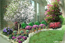 Garden design:Low maintenance landscaping selections for front right bedding area Garden design:Carlile Property-right (Magnolia & Dogwood)
