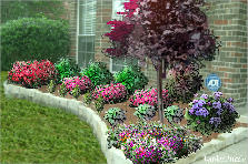 Garden design:Low maintenance landscaping selections for front left bedding area Garden design:Carlile Property
