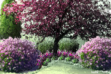 Garden design: Garden design:Butterfly Heaven
