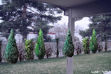 Garden design:backyard fence - 4