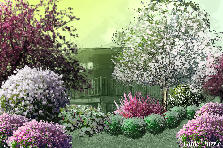 Garden design: Garden design:Spring Bloom