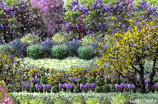 Garden design:wysteria wall Garden design:wysteria wall