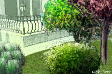 Garden design: Garden design:lavandula