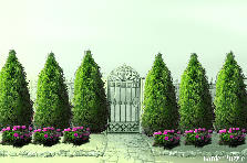 Garden design:In the back of the Brabant White Cedars, there is Tiulipa. In front, ther is Zinnias. Garden design:Front1