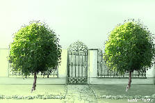 Garden design:tree Garden design:robinia