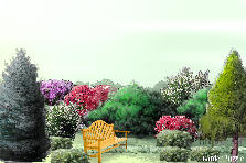 Garden design:This is a design for a natural border between two properties that provides privacy screening and beauty Garden design:Property Border Garden