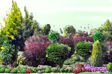 Garden design:Aanisah wants to create a garden in her house Garden design:Aanisah's Garden