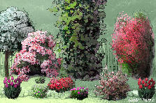 Garden design: Garden design:Colt de gradina