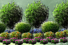 Garden design:color
Garden design:back fence