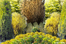 Garden design: Garden design:Yellowstone