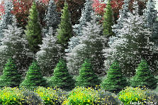 Garden design:Inspired by and dedicated to zachy3106.... Garden design:THE PINE BARRONS