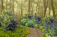 Garden design:Woods are lovely dark and deep