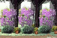 Garden design: Garden design:Peoria backyard