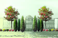 Garden design: Garden design:Fenced in Small Garden