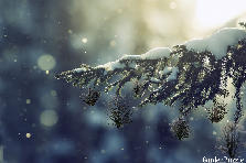 Garden Ornaments for Christmas Branch - Winter