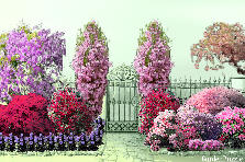 Garden design:my way Garden design:my way