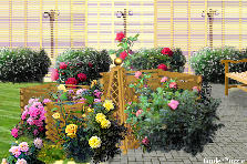 Garden design: Garden design:Rose Box on Veranda