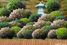 Garden design: Garden design:Our bush II
