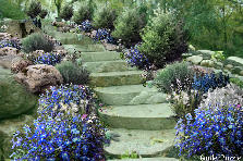Garden design:I wanted to add another plant to this project, however if you do summer instead of spring some flowers are not available in that season,such as the fennel flower which is a beautiful blue flower within a bright green bush. I am a paying member and demand to speak to the administrator of this site haha. Garden design:Solstice