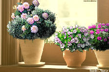 Garden design:Pots and the window
