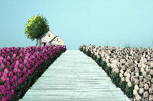 Garden design:To my friend Raghukiran who asked me to do something different in gp.. I hope this is different! Garden design:Tulip field