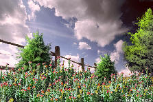 Garden design:Landscape