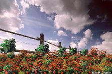 summer day - Autumn