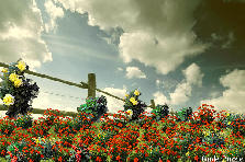 summer day - Summer