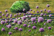 Garden design: Garden design:Field