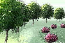 Garden design: Garden design:alberi