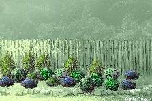 Garden design: Garden design:Backyard