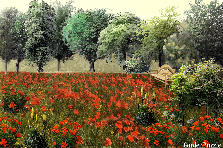 Garden design:red...