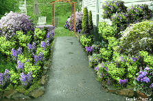 Garden design: Garden design:jardin morado modificado