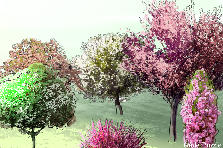 Garden design: Garden design:Prunus' :)