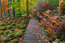 Garden design:autumn path