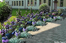 Garden design: Garden design:purple