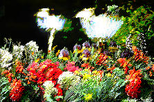 Garden design: Garden design:Solar Garden Lights in Flower Bed