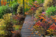 Garden design:I love Autumn! - My version