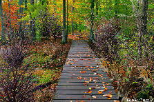 I love Autumn! - My version - Winter