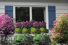 Garden design: Garden design:window box redo