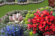 Garden design:Today I "stole" the begonia and cactus of the Stilleto from AprilRain and made them a bed in my garden. I have no cacti or begonias :(((((
Thank you, AprilRain for the background with the stunning begonia. :) Garden design:Magnificent Begonia