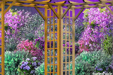 Garden design:Purple Freak