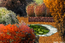 COLORS OF AUTUMN - Autumn