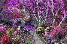 Garden design: Garden design:Hide Away In Lavender Forest