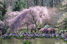 Garden design:This lovely spot is starting to come alive in the early spring, bursting with colors of lavenders, and blues. So relaxing and tranquil in the yet, still cool, spring air... beauty thrives. Garden design:A new beginning