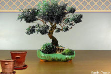 Garden design: Garden design:I Tried To Make A Bonzai Tree HAHA