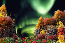 Garden design:Into the Aurora